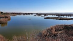 Reserva natural de Lagunas de Villafáfila