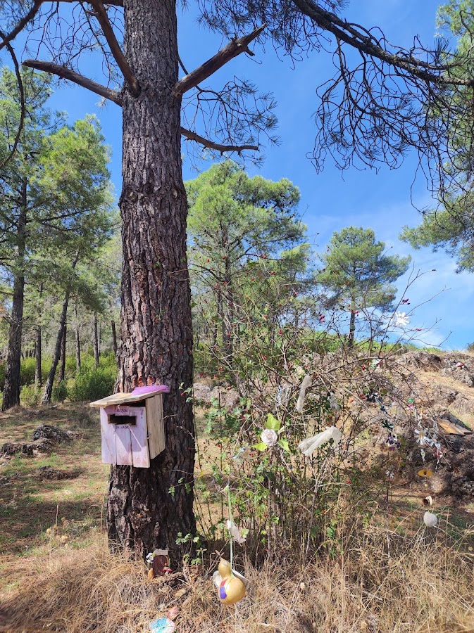 El Bosque Mágico