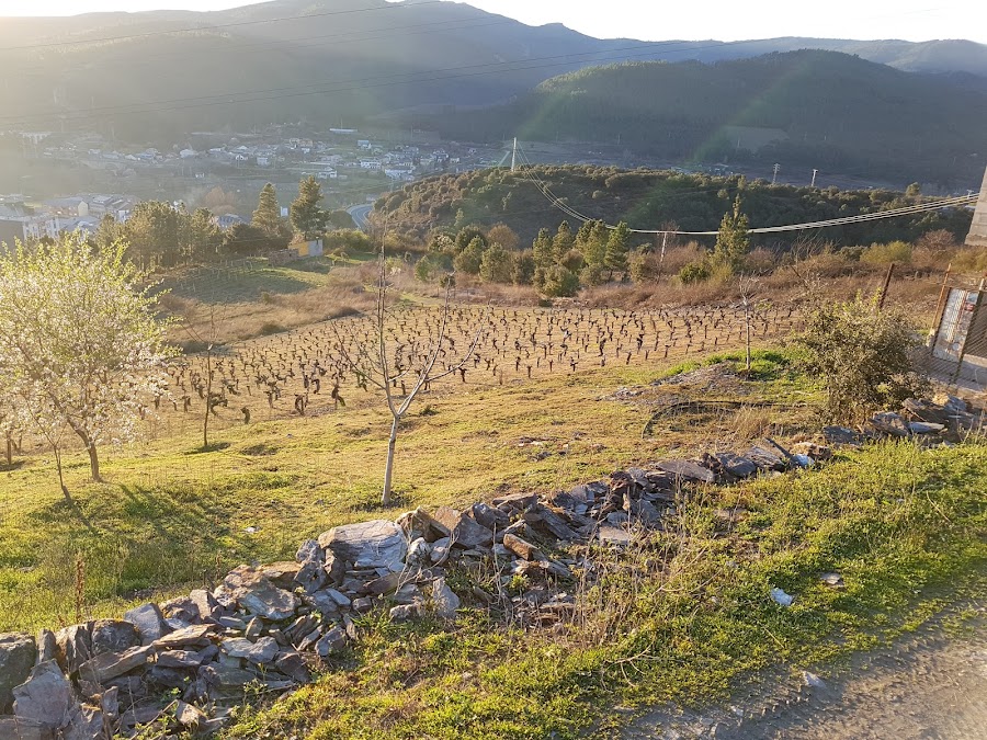 La Colmena